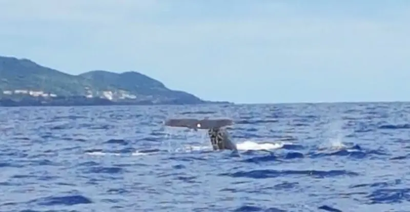 Ein Pottwal hebt seine Fluke, im Hintergrund die Insel Pico